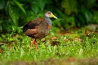 Chrastal beloprsy - Aramides albiventris - Russet-naped Wood-Rail 4417